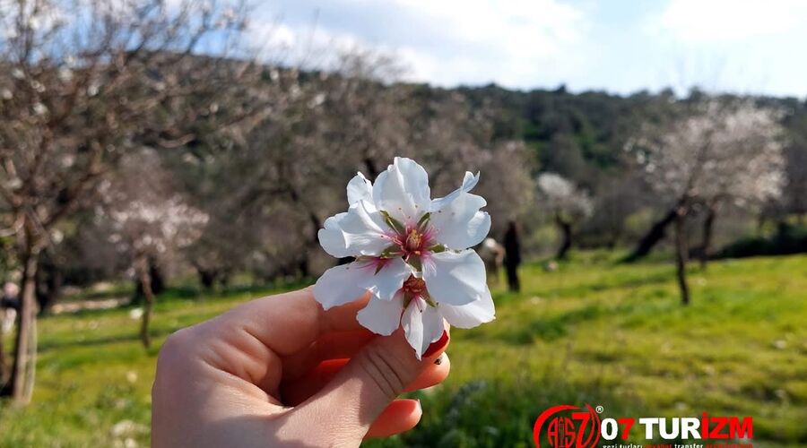 Günübirlik / Datça Badem Çiçeği Festivali Turu 