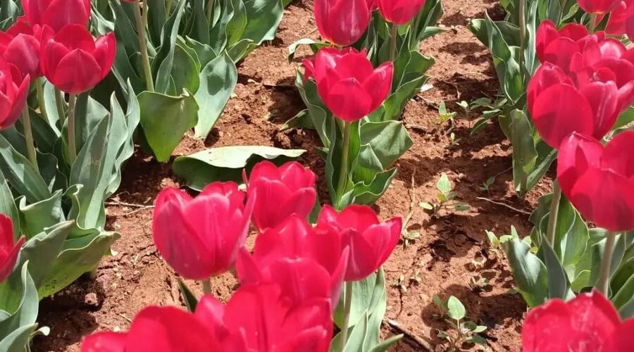 Konya Lale Bahçeleri Mevlana Kelebekler Vadisi Sille Köyü Turu 