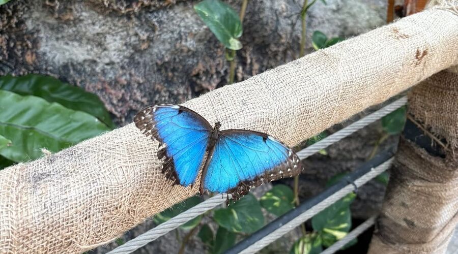 Konya Lale Bahçeleri Mevlana Kelebekler Vadisi Sille Köyü Turu 