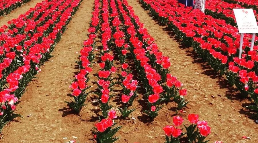Konya Lale Bahçeleri Mevlana Kelebekler Vadisi Sille Köyü Turu 