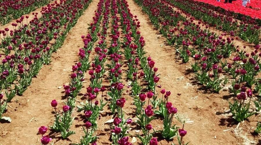 Konya Lale Bahçeleri Mevlana Kelebekler Vadisi Sille Köyü Turu 