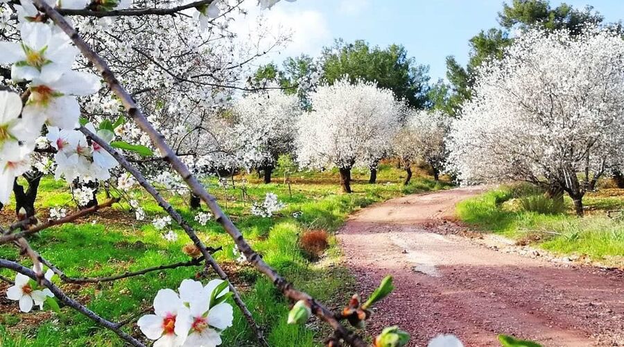 Datça-Knidos- Akyaka- Dalyan Turu
