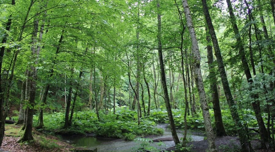 Yedigöller Abant Gölcük Amasra Safranbolu- Batı Karadeniz Turu Antalya  Çıkışlı 