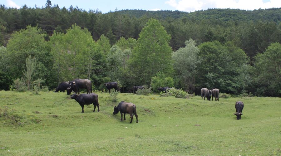 Batı Karadeniz Turu-Yedigöller Abant Gölcük Amasra Safranbolu