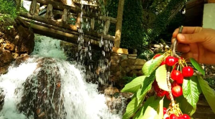 Dalından Kiraz Toplama Burmahan Alabalık Çiftliği Tazı Kanyonu Köprülü Kanyon Turu