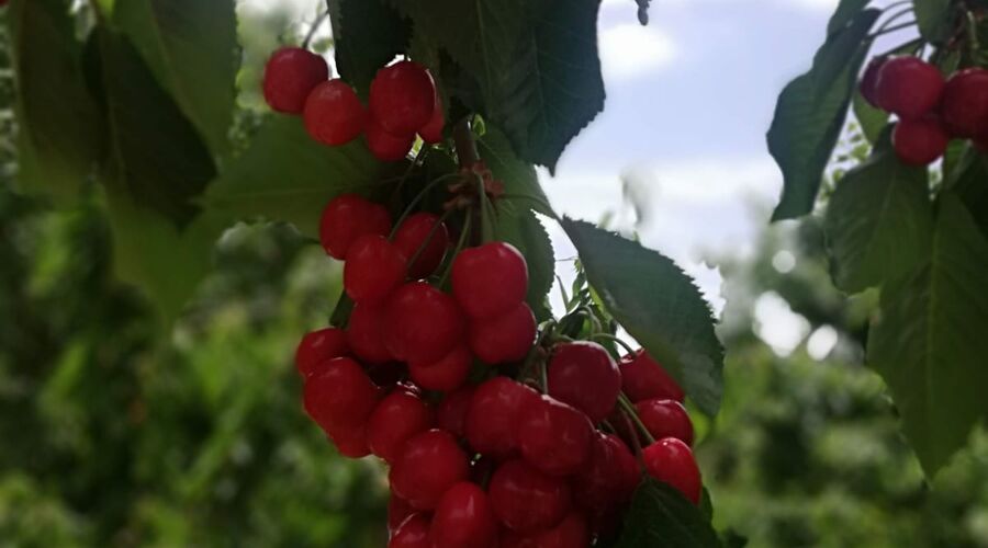 Dalından Kiraz Toplama Burmahan Alabalık Çiftliği Tazı Kanyonu Köprülü Kanyon Turu