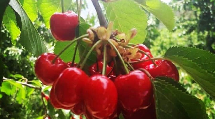 Dalından Kiraz Toplama Burmahan Alabalık Çiftliği Tazı Kanyonu Köprülü Kanyon Turu
