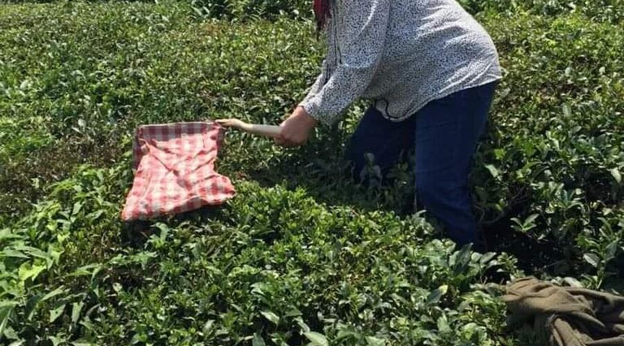 Doğu Karadeniz Turu